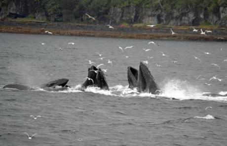 Humpback whales were seen 